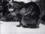 Le d�jeuner du chat